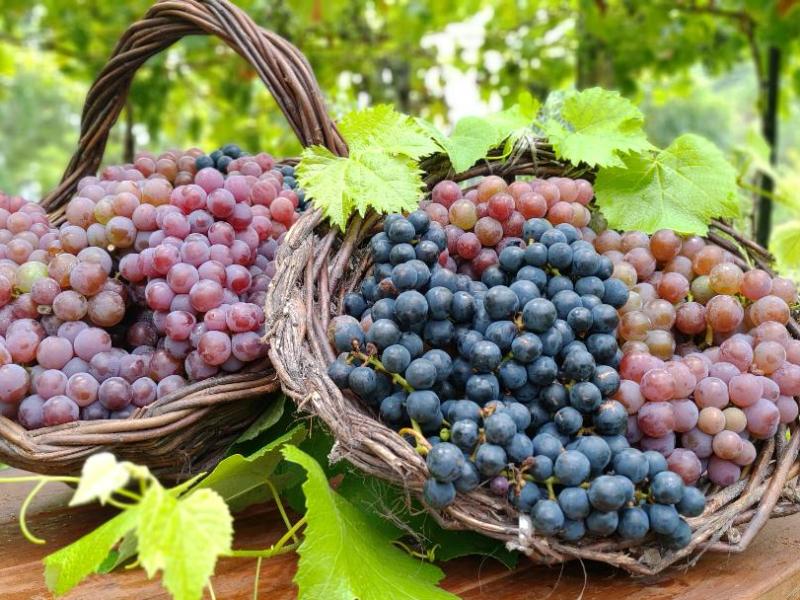 Um Pedacinho da Itália em Rolante,&nbsp;RS